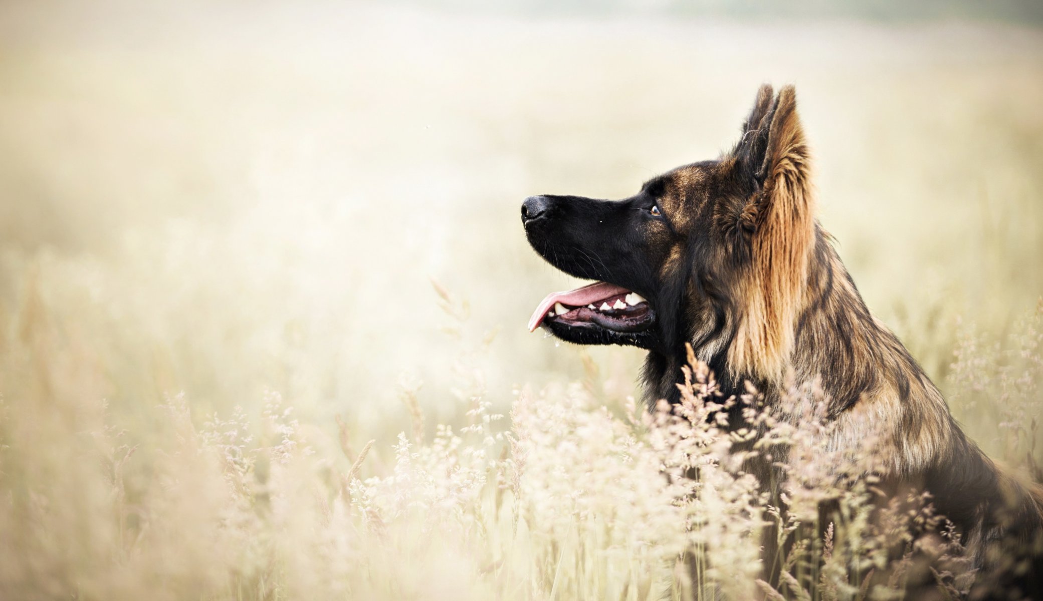 Взыскание ущерба при укусе собаки в Новоазовске