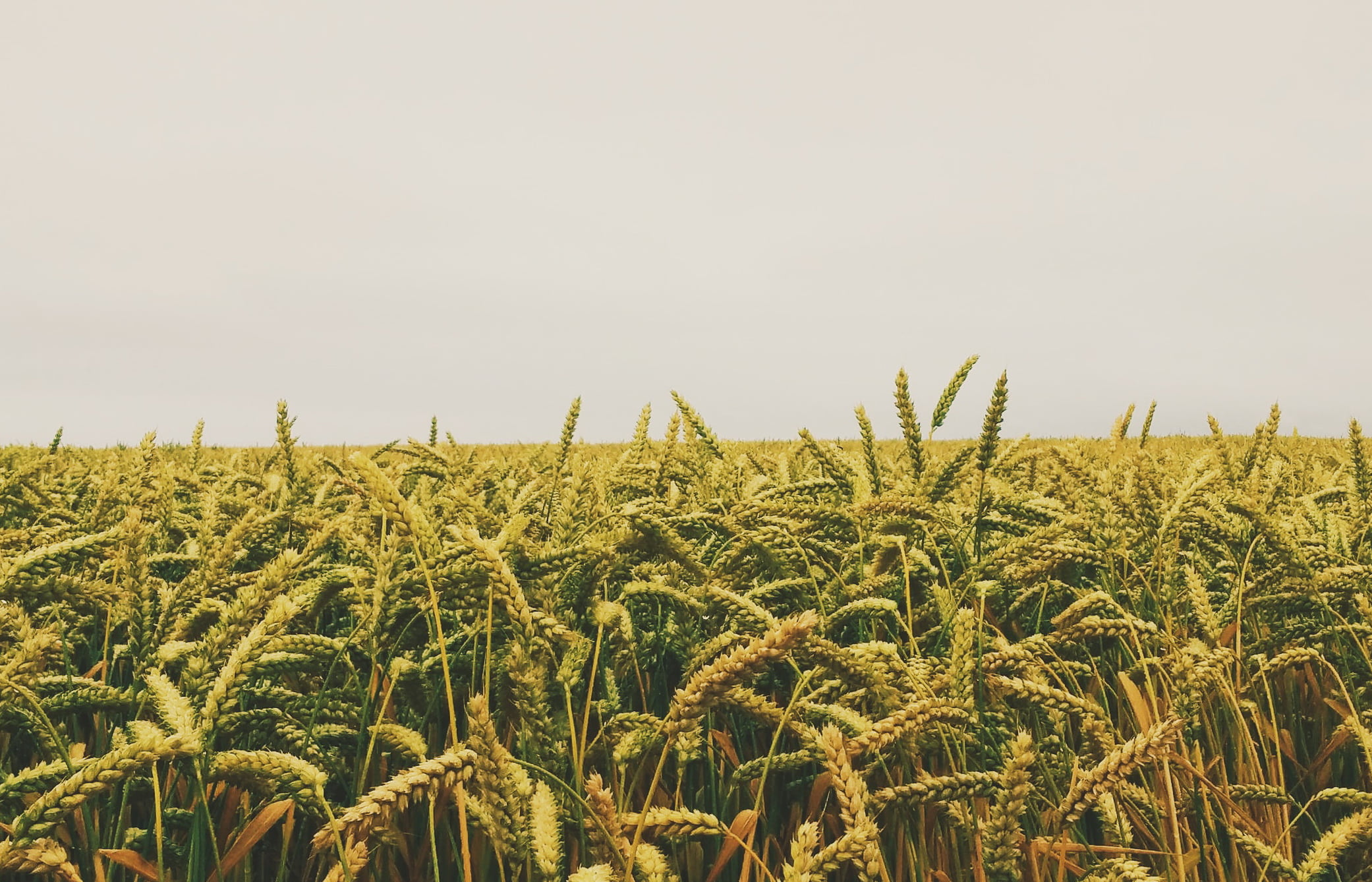 Юрист по земельным спорам в Новоазовске. Услуги земельного юриста.